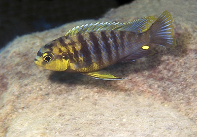 Tropheops sp. 'rust' Lion's Cove